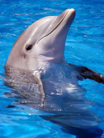 bottlenose dolphin picture 2 480