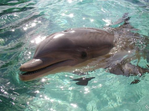 Dolphin on Bottlenose Dolphin Picture Jpg