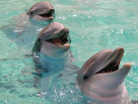 smiling dolphin pictures 480