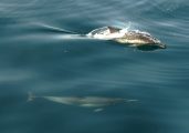 Common Dolphins - Dolphin pictures