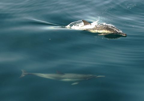 A pair of common dolphins