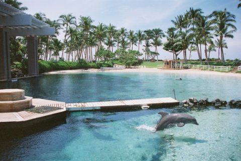 dolphin hotel pictures - landscape in hawai