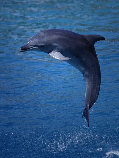 jumping dolphins - pictures of dolphins
