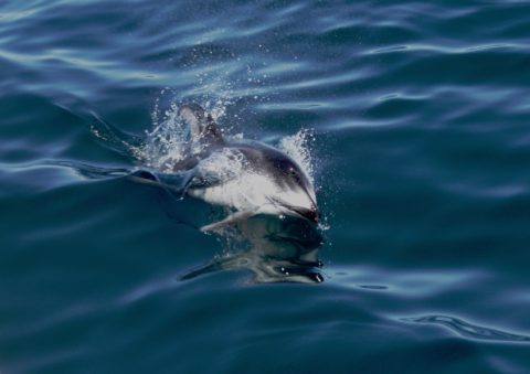 Dolphin swimming picture - Not your usuall dolphin picture: This is a Pacific Whiteside dolphin 