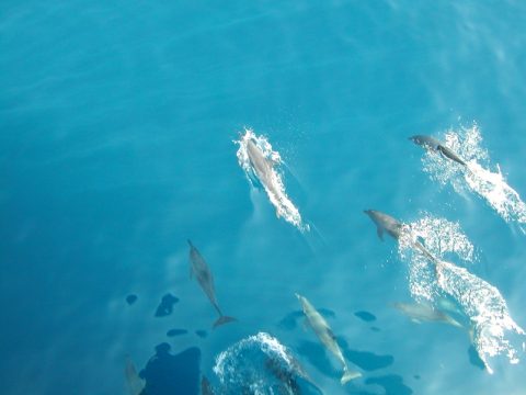 Dolphin swimming picture