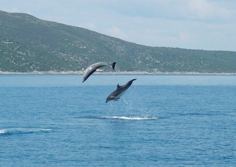 jumping dolphins - pictures of dolphins