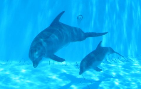 Pictures of baby dolphins