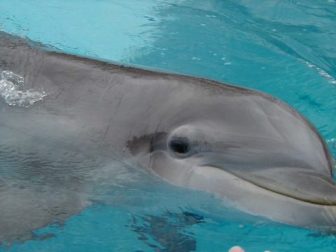 Picture of a smiling dolphin