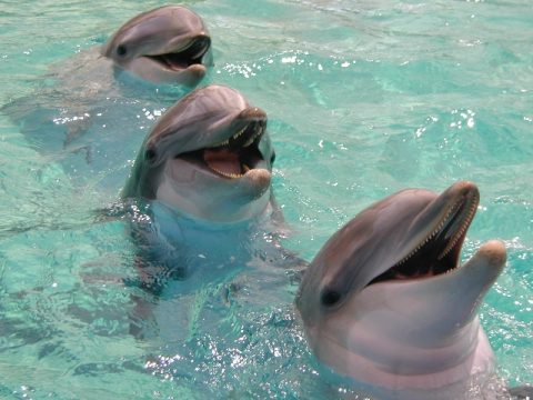 Smiling dolphin pictures