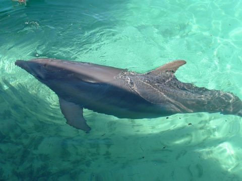 A dolphin in motion - swimming dolphins
