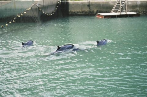 Swim with dophins - pictures of dolphins in mothin