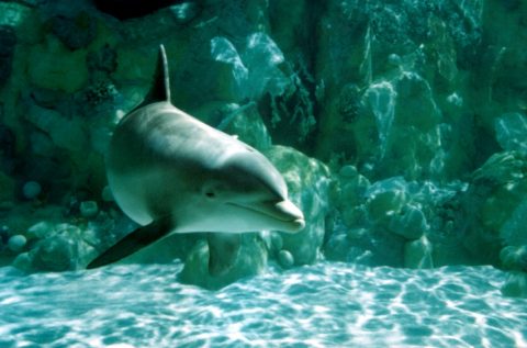Underwater dolphin pictures - diving dolphins