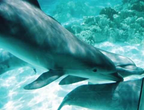 Underwater dolphin pictures with the coral reef in the background