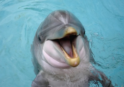 bottlenose dolphin facts - a smiling bottlenose dolphin