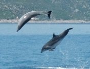 Two jumping dolphins